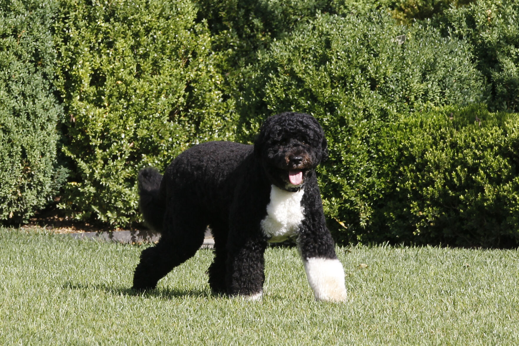 Bo Obama